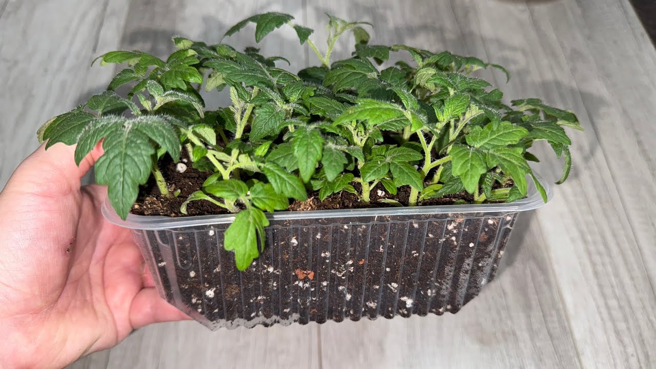 Городники порадили, як правильно висаджувати розсаду томатів, аби вона порадувала врожайністю