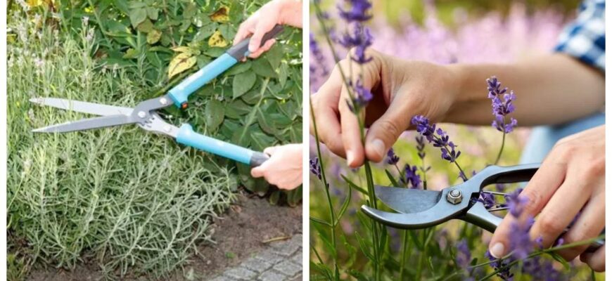 Нарешті вже можна зайнятися лавандою: навесні немає 1000 правил – лише 1 “залізне”, щоб побачити буйний ріст Нарешті вже можна зайнятися лавандою: навесні немає 1000 правил – лише 1 “залізне”, щоб побачити буйний ріст