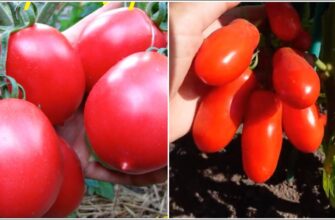На базарі порадили ці 2 сорти томатів: кажуть, що вони не “печуться” на сонці й витримують примхи погоди