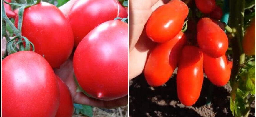 На базарі порадили ці 2 сорти томатів: кажуть, що вони не “печуться” на сонці й витримують примхи погоди На базарі порадили ці 2 сорти томатів: кажуть, що вони не “печуться” на сонці й витримують примхи погоди