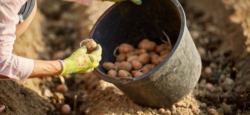 Коли садити картоплю після Великодня у квітні, травні: найсприятливіші дні 2026 року Коли садити картоплю після Великодня у квітні, травні: найсприятливіші дні 2026 року