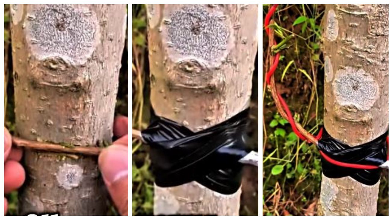 Садівники порадили простий метод щеплення дерев