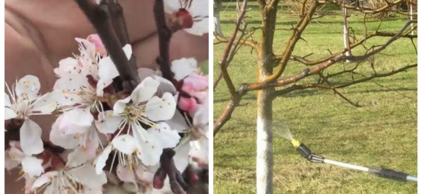 Я довго шукала “чарівну кнопку” для саду — і знайшла: весняна обробка №1, без якої сезон просто не стартує Я довго шукала “чарівну кнопку” для саду — і знайшла: весняна обробка №1, без якої сезон просто не стартує