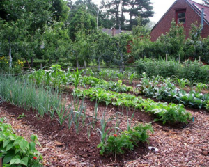 Погані сусіди: які рослини не можна садити поруч на грядці Погані сусіди: які рослини не можна садити поруч на грядці