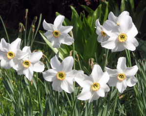 Чи можна обрізати нарциси: що робити з квітами після цвітіння Чи можна обрізати нарциси: що робити з квітами після цвітіння