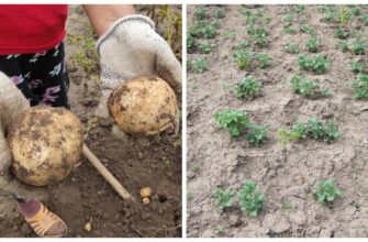 Сорт картоплі, про який мовчать сусіди. Садила, саджу і буду садити його далі: дає по 3 відра з куща
