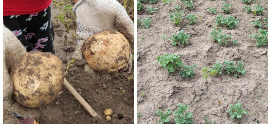 Сорт картоплі, про який мовчать сусіди. Садила, саджу і буду садити його далі: дає по 3 відра з куща Сорт картоплі, про який мовчать сусіди. Садила, саджу і буду садити його далі: дає по 3 відра з куща