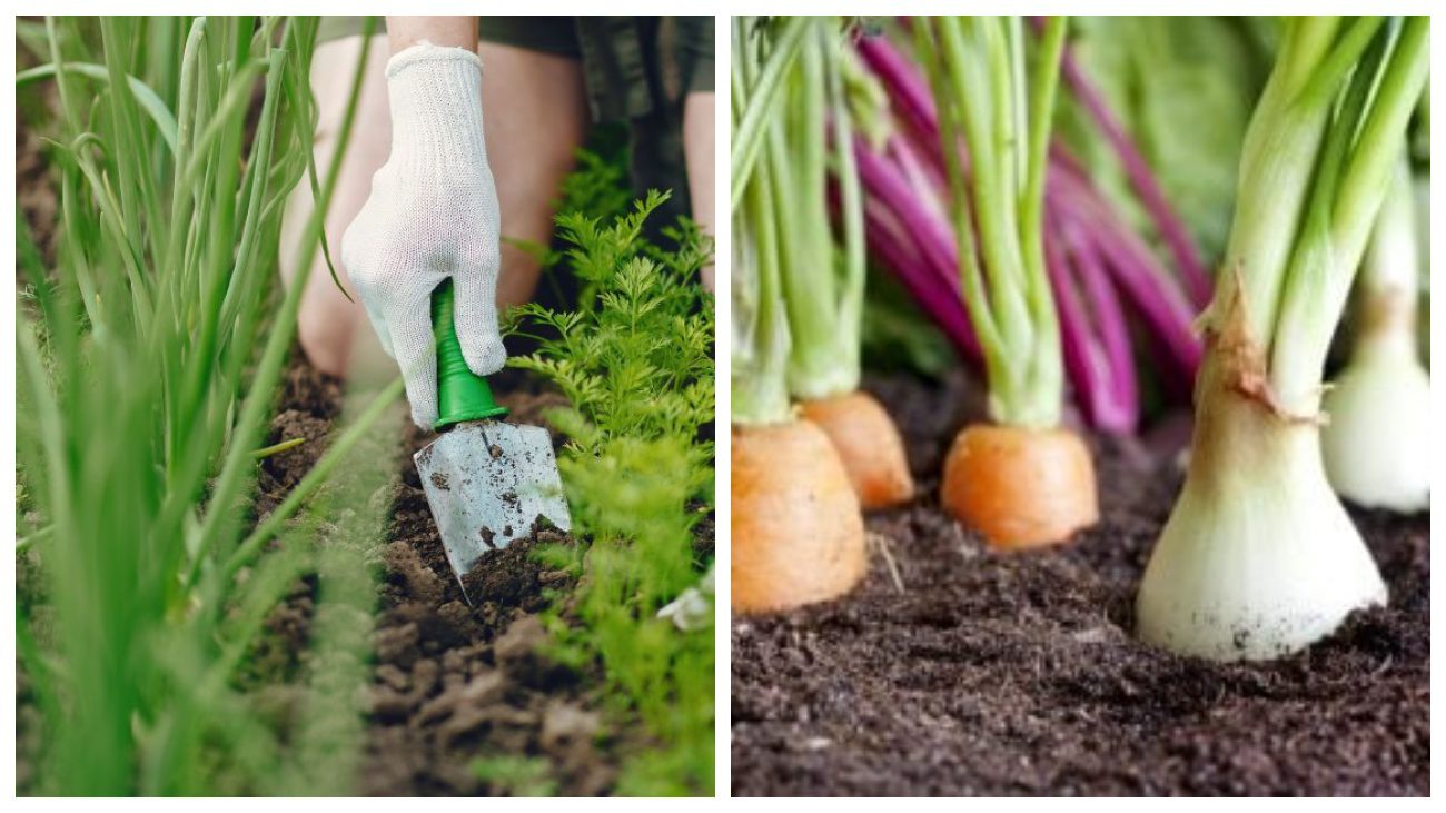 Городники назвали рослини-союзники, які варто висаджувати поряд