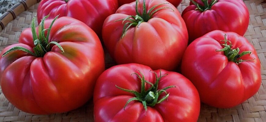 Старий садівник дав 2 поради: підживлення + полив — і помідори виростають як на фото з Pinterest Старий садівник дав 2 поради: підживлення + полив — і помідори виростають як на фото з Pinterest