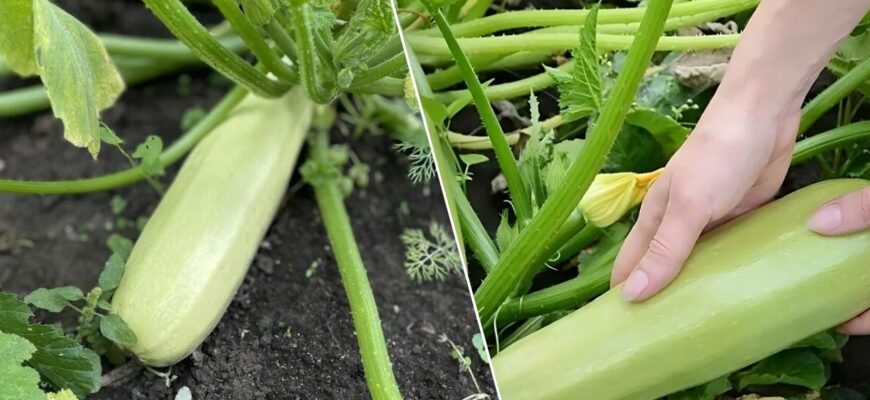 1 перевірений сорт кабачків, про який мовчать на базарі: садила, саджу і буду садити — урожай дає відрами 1 перевірений сорт кабачків, про який мовчать на базарі: садила, саджу і буду садити — урожай дає відрами