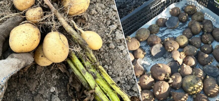 Наближаються 3 заборонених дні, щоб виносити картоплю з погреба на посадку: не садити, не удобрювати Наближаються 3 заборонених дні, щоб виносити картоплю з погреба на посадку: не садити, не удобрювати