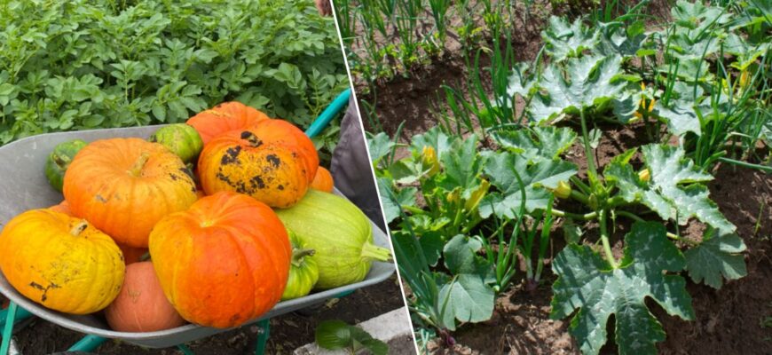 Виростила гарбуз розміром з величезний ящик: 1 хитрість від 83-річного дідуся допомогла на грядці Виростила гарбуз розміром з величезний ящик: 1 хитрість від 83-річного дідуся допомогла на грядці