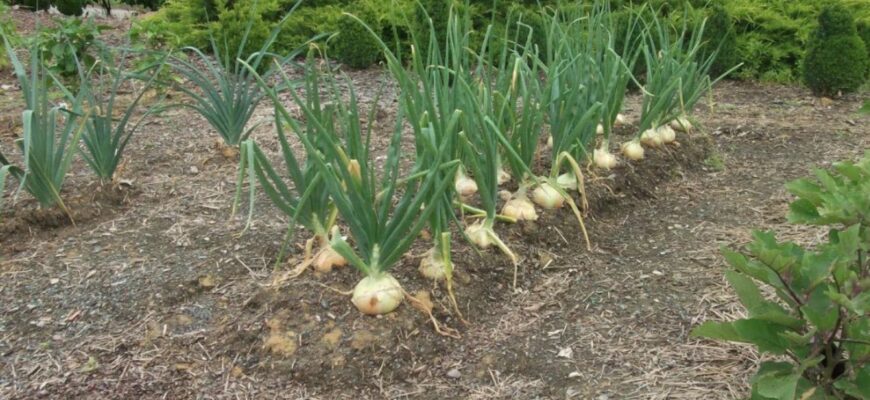 Зупиніться і схаменіться! Ці 5 рослин – найкращі “сусіди” для цибулі, а інші садити суворо заборонено Зупиніться і схаменіться! Ці 5 рослин – найкращі “сусіди” для цибулі, а інші садити суворо заборонено