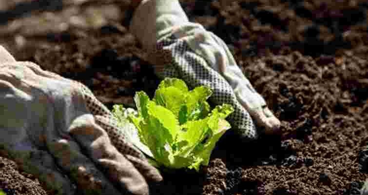 Посівний календар на березень 2025: що і коли сіяти на городі і в саду Посівний календар на березень 2025: що і коли сіяти на городі і в саду