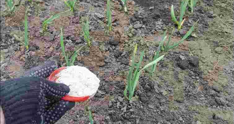 Вся сила в головку: як правильно “нагодувати” озимий часник навесні, щоб він не пускав стрілки! Вся сила в головку: як правильно “нагодувати” озимий часник навесні, щоб він не пускав стрілки!