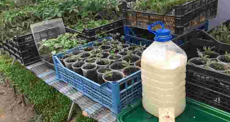 Цей диво-розчин зробить розсаду міцною та здоровою: з чого його приготувати Цей диво-розчин зробить розсаду міцною та здоровою: з чого його приготувати