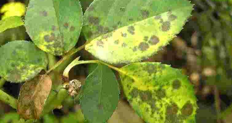 Чорна плямистість зʼїдає троянди: як урятувати кущі та зберегти цвітіння Чорна плямистість зʼїдає троянди: як урятувати кущі та зберегти цвітіння