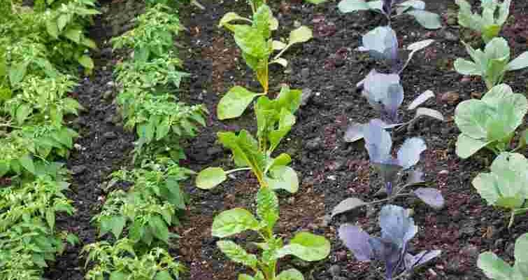Встигнути до квітня: які овочі потрібно висіяти вже цього тижня, щоб отримати врожай на 14 днів раніше!