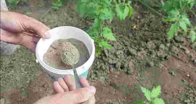 Без різкого запаху та зайвого клопоту: якою органікою замінити гній і золу на городі Без різкого запаху та зайвого клопоту: якою органікою замінити гній і золу на городі