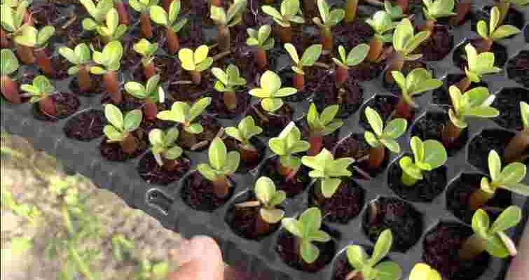 Що треба сіяти у березні: сприятливі дні за місячним календарем 2026 року Що треба сіяти у березні: сприятливі дні за місячним календарем 2026 року