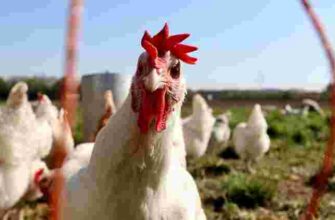 Як підвищити несучість курей у березні: що треба додати в корм