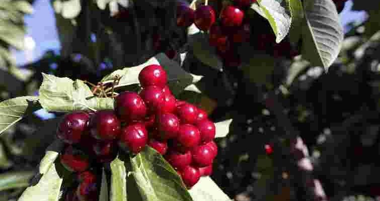 Ідеальний час у березні: чим підживити плодові дерева для рясного урожаю Ідеальний час у березні: чим підживити плодові дерева для рясного урожаю