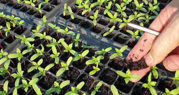 Правила різні: як висаджувати розсаду в теплиці та відкритий ґрунт Правила різні: як висаджувати розсаду в теплиці та відкритий ґрунт