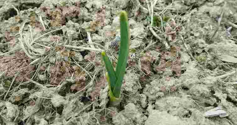 Перша допомога після зими: чим підживити часник у березні, щоб пір’я не жовтіло, а головка росла великою!