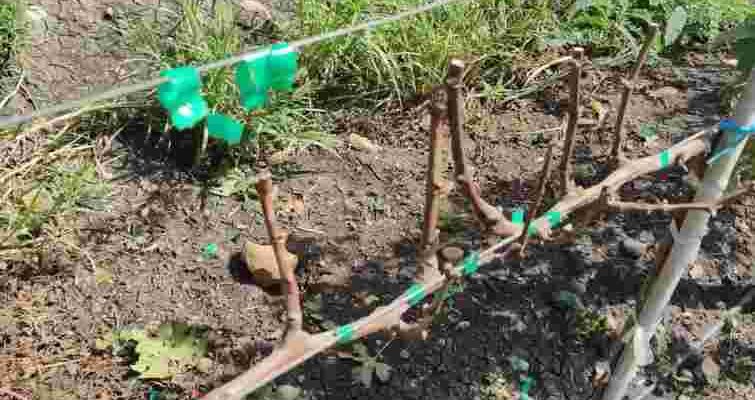 Це стане критичною помилкою: що не можна робити з виноградом у березні Це стане критичною помилкою: що не можна робити з виноградом у березні