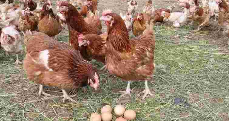 Вибір досвідчених птахівників: 5 порід, які не знають, що таке “зимова перерва” у відкладанні яєць! Вибір досвідчених птахівників: 5 порід, які не знають, що таке “зимова перерва” у відкладанні яєць!