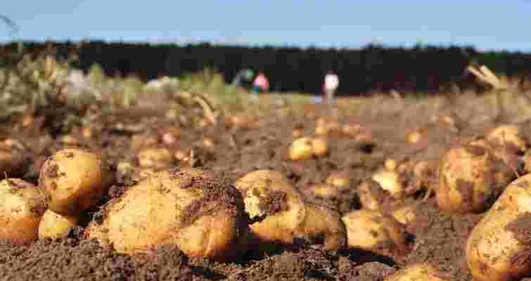 Це найкращі терміни і сорти для багатого врожаю: Картопляний календар 2026, щоб бульба була великою та здоровою! Це найкращі терміни і сорти для багатого врожаю: Картопляний календар 2026, щоб бульба була великою та здоровою!