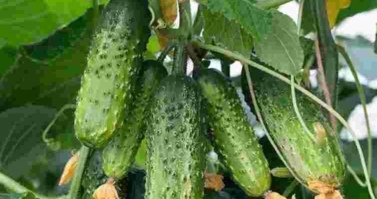 Огірки ростуть як на дріжджах: підсипте це під кущі після сходів