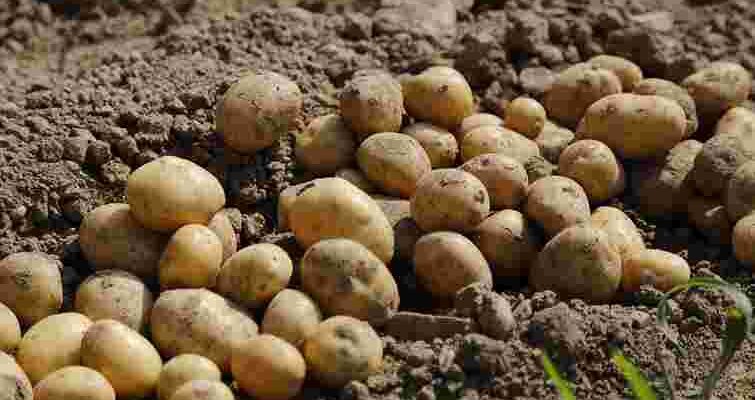 Діставайте картоплю з погреба завчасно: як правильно проростити бульби перед висадкою Діставайте картоплю з погреба завчасно: як правильно проростити бульби перед висадкою