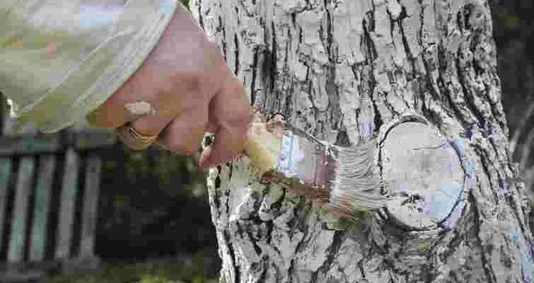 Є два найкращі засоби: чим насправді потрібно обробляти зрізи дерев Є два найкращі засоби: чим насправді потрібно обробляти зрізи дерев