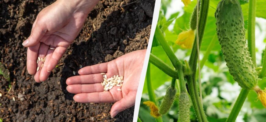 Коли сіяти огірки у відкритий ґрунт: береза та кульбаба підкажуть точний час Коли сіяти огірки у відкритий ґрунт: береза та кульбаба підкажуть точний час