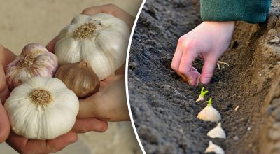 Виросте розміром з кулак: чим підживити часник навесні Виросте розміром з кулак: чим підживити часник навесні