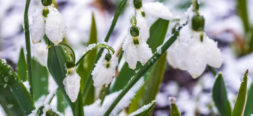 Снігова кара у березні: де очікувати справжнього стихійного лиха та як врятувати розсаду від неминучої загибелі! Снігова кара у березні: де очікувати справжнього стихійного лиха та як врятувати розсаду від неминучої загибелі!