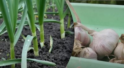 Найкращі сусіди: що посадити поруч із часником Найкращі сусіди: що посадити поруч із часником