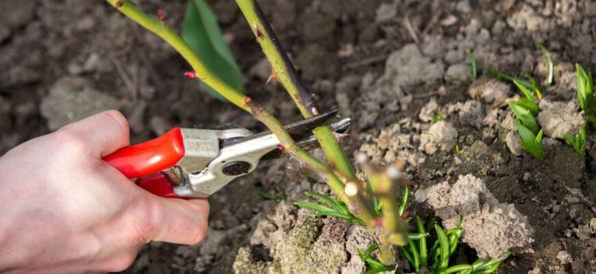 Весняна обрізка троянд стимулює цвітіння: влітку розквітнуть як ніколи раніше Весняна обрізка троянд стимулює цвітіння: влітку розквітнуть як ніколи раніше