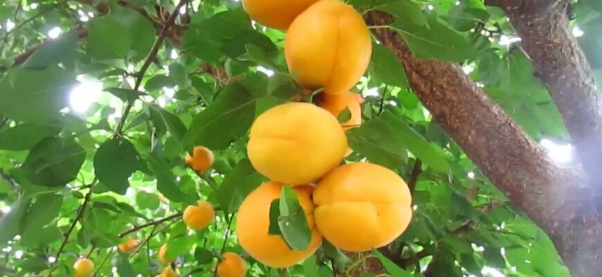 Абрикоси-рекордсмени: 1 сорт, який плодоносить навіть при заморозках, дає великі солодкі плоди Абрикоси-рекордсмени: 1 сорт, який плодоносить навіть при заморозках, дає великі солодкі плоди