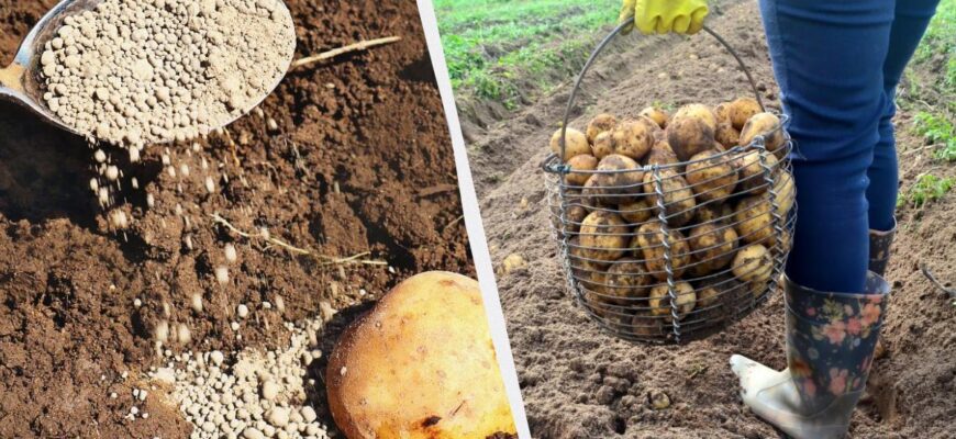 Замість звичайної картоплі садять насіннєву – зберете по 4 кг з куща: що додати в лунки