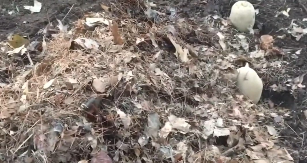 Мульча на картоплі