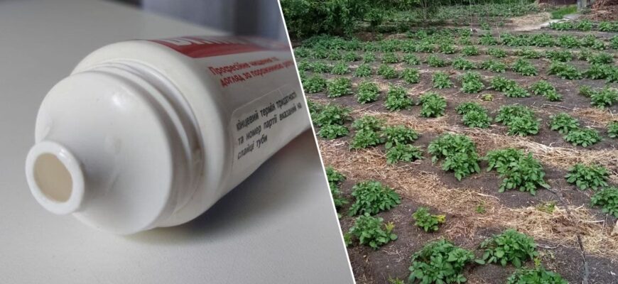 Не сміття, а золото: тюбики від зубної пасти не викидаю – із користю використовую на дачі. Трюк на 10 з 10 Не сміття, а золото: тюбики від зубної пасти не викидаю – із користю використовую на дачі. Трюк на 10 з 10