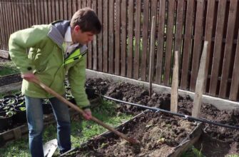 По зарослям хвоща зрозуміла, що земля сильно закислена: ось цей порошок розкислить ґрунт