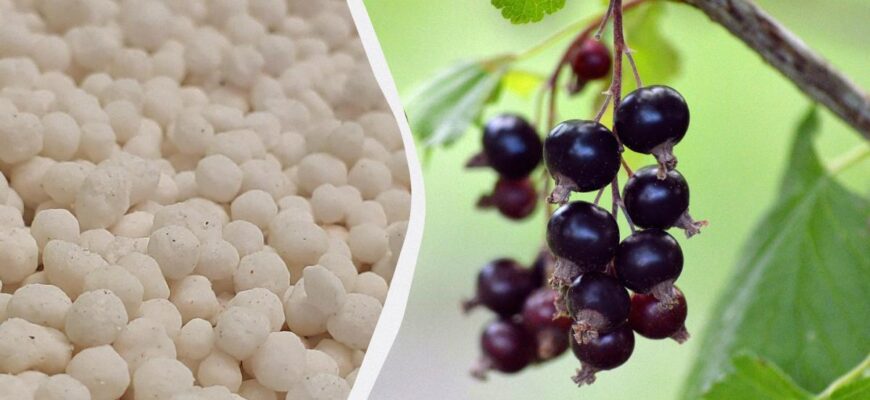 Що робити зі смородиною навесні: 4 кроки, щоб зібрати вдвічі більше ягід Що робити зі смородиною навесні: 4 кроки, щоб зібрати вдвічі більше ягід