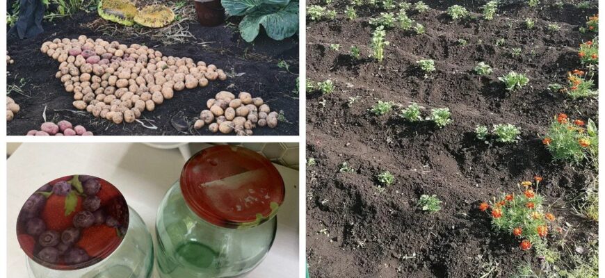 Навіщо досвідчені городники закопують банку на грядці: для цього є 1 надважлива причина Навіщо досвідчені городники закопують банку на грядці: для цього є 1 надважлива причина