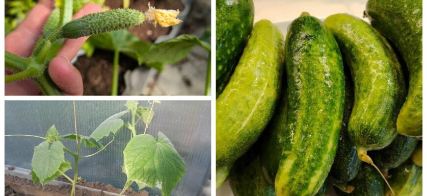 Обприскую огірки 1 домашнім розчином раз на 7 днів: борошниста роса не з’являється навіть у вологе літо