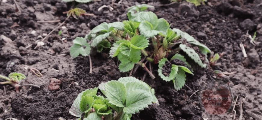 Через ЦЕ ви роками сидите без полуниці! У 99% справа не в сорті, не в ґрунті та не в погоді Через ЦЕ ви роками сидите без полуниці! У 99% справа не в сорті, не в ґрунті та не в погоді
