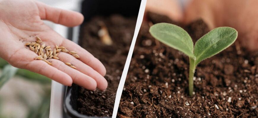 Зійде протягом тижня: як правильно пророщувати насіння перцю в домашніх умовах Зійде протягом тижня: як правильно пророщувати насіння перцю в домашніх умовах