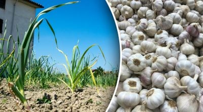 Важливо встигнути до настання тепла: чим посипати часник для формування головок Важливо встигнути до настання тепла: чим посипати часник для формування головок